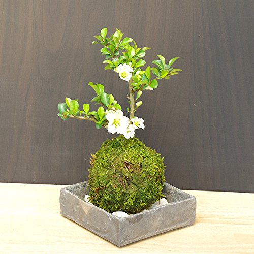 【開花時期は3月頃と11月頃。冬は落葉します】年に数回可憐な花が楽しめます【白長寿梅(しろちょうじゅばい)の苔玉・焼締角器・敷石セット】 (白石)