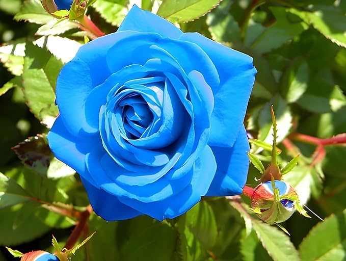 Hybrid Blue Roses Best color flower plant_ Climbing Rose Plant_  