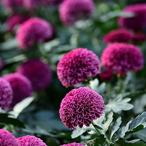 Adenium Wüstenrose Knolle - Winterharte Tropische Zierpflanze Für Garten & Balkon