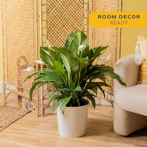 Image of Costa Farms Peace Lily Live Plant in Decorative Pot, Air Purifying Flowering Large Indoor Houseplant, Perfect for Home, Room, or Office Decor, Great House Warming or Birthday Gift, 2-3 Feet Tall