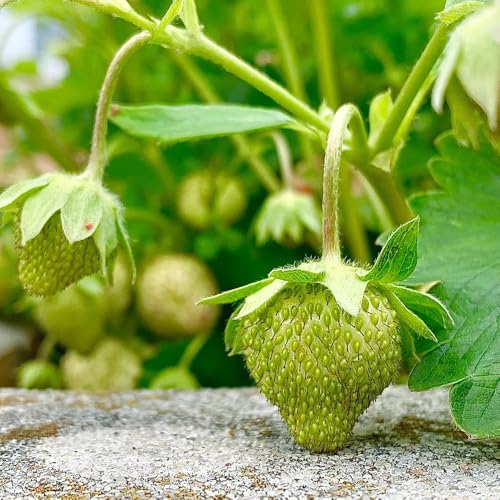 Semi di fragola, semi rari fragola, da colonnari resistenti colonnare da balcone resistenti per il giardino acquistarere giardino 200pcs