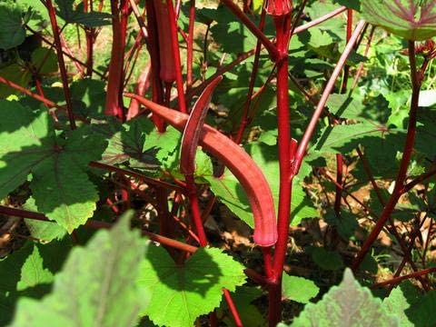 Image of GENERIC Hybrid RED Ladies Finger - Okra Bhindi Hybrid Seeds Pack 50+ Seeds (70)