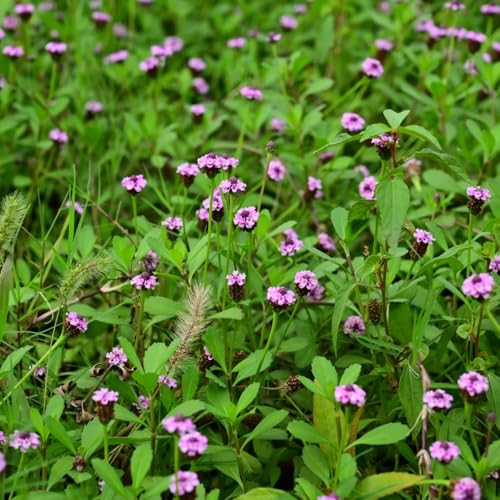 semillas resistentes de verbena de alfombra, verbena de alfombra, jardín de hierbas huerta plantas semillas de verbena de alfombra Plantas que cubren el suelo, semillas orgánicas 300pcs