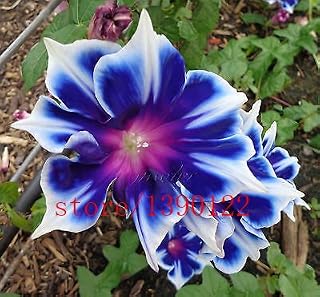 100pcs/bag Picotee Blue Morning Glory seeds,rare petunia seeds,bonsai flower seeds,plant for home garden Easy to Grow