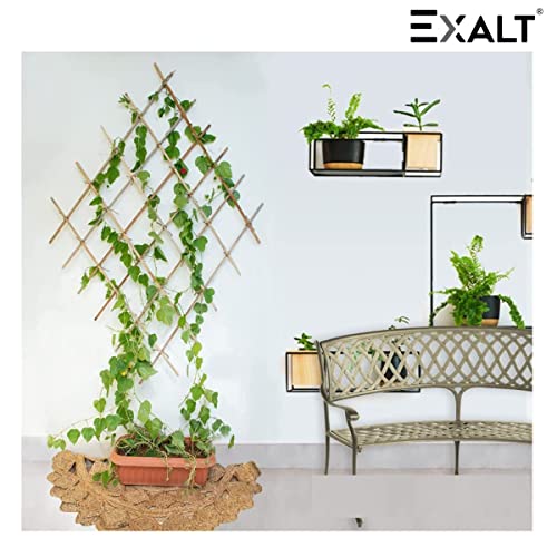 Image of EXALT Premium Natural Teak Wood Plant Support Sticks - Garden Sticks for Straightening Training and Supporting Plants - Strong and Durable Solution for Healthy Growth