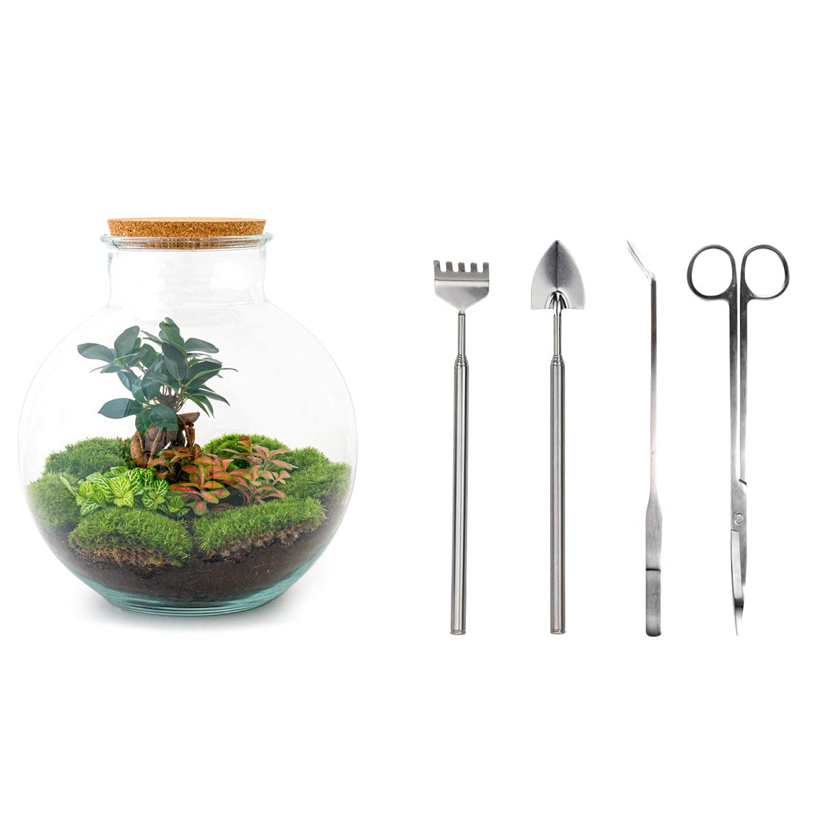 Terrarium do roślin Sammie • roślina ekosystemowa • ↑ 26,5 cm – DIY – kompletny zestaw terrarium – terrarium – miejski terrarium – terrarium + grabienie + łopatka + pęseta + nożyczki
