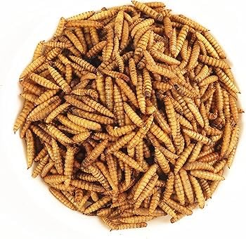 AquaNature Whole Dried Black Soldier Fly Larvae Treat - Food for Fish, Bird, Turtles & Chciken Feed 1kg (B0D87HWDDC) Amazon Price History, Amazon Price Tracker
