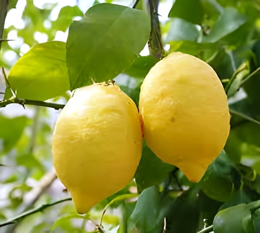 Image of All time Original Desi Yellow Gandharaj Lemon,Lebu,Nimbu Air Layerig Grafted 1 Healthy Plant for Roof Top Garden Plant Live Plant for Home Garden Pack Of 1