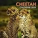 Cheetah Calendar 2018: 16 Month Calendar