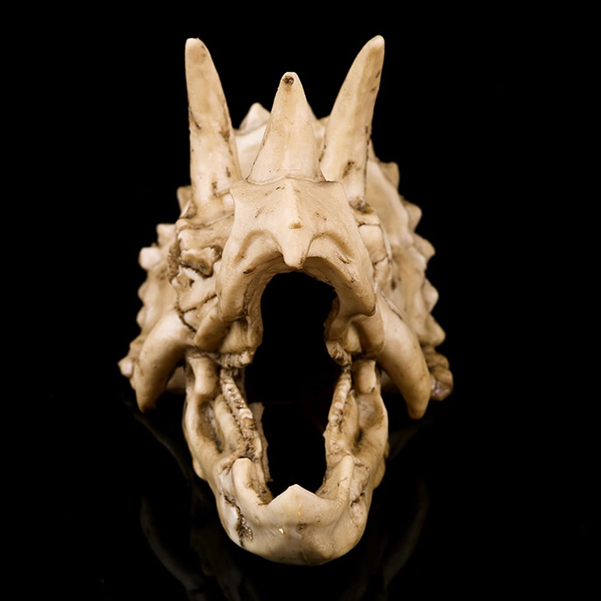 Réplica de Modelo de cráneo de Triceratops de Resina, fósil de cráneo de Diente de Dinosaurio, Accesorios de fotografía, Herramienta de enseñanza, Ornamento para el hogar