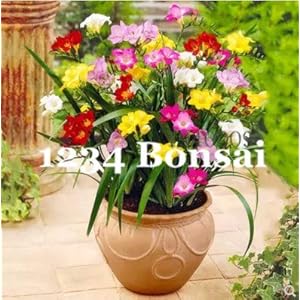 . Bonsai Fiore flores esotici bonsai da interno Lavanda Geranio Rosa Moss Piante in vaso Balcone Bonsai per ufficio fiori del desktop: 100pcs fresia: Only Seeds