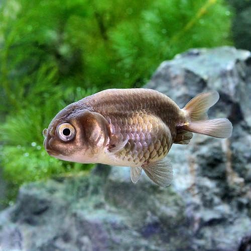 Amazon | （金魚）茶らんちゅう（チャランチュウ）（外国産）（1匹