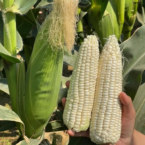 semillas de maíz blanco - variedades antiguas balcón jardín exterior perennes resistentes 20pcs