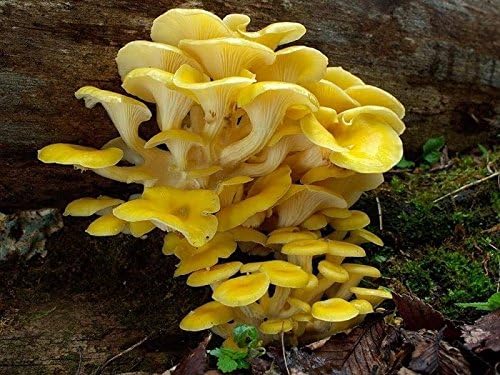 CRTGW Pleurotus (Oyster Giallo Limone) del fungo/semi micelio Spore Spawn secchi