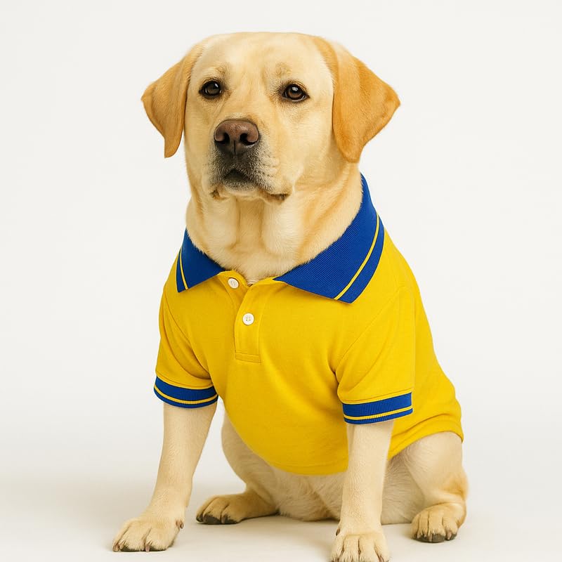 Image of Thunder Tails Premium Cotton Polo Dog T-Shirt | for Small Dogs & Puppies |Yellow-Royal| Large | for Pugs, Lhasa Apso, Poodle, Dachshund & Pomerian