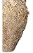 Ánfora Narbona MD34 51x33cm Antigua con Vida Marina Decoración hogar, decoración Jardin,...
