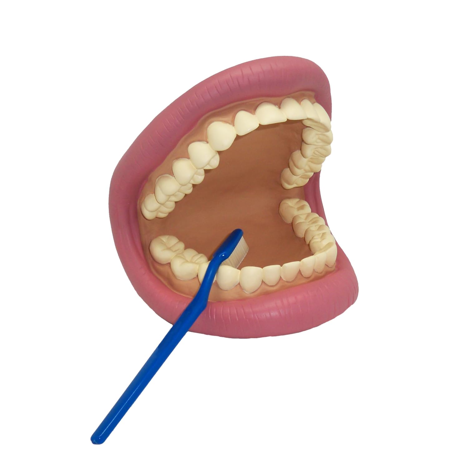 Get Ready Kids Large Mouth Dental Puppet – 8" Oral Hygiene Teaching Aid with Toothbrush & Guide – Teeth Brushing Demonstration Model for Kids