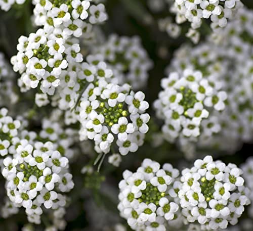 20000+ White Alyssum Sweet (Lobularia Maritima) Seeds For Planting #TOP2