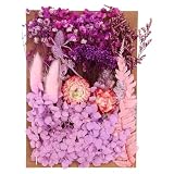 PATIKIL Natürliche getrocknete Blumen, mehrfarbige echte getrocknete gepresste Pflanzen für Bastelarbeiten, Harzseife, Kerzen, Scrapbooking, Hellviolett