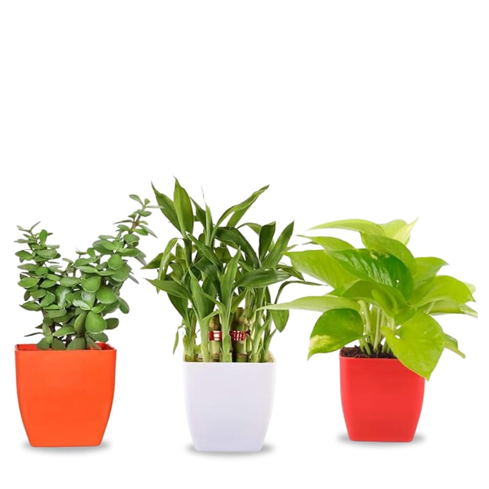 JESAA GREENS Combo Set of 3 Airpurifying Good Luck Live Money Plant, Bamboo Plant & Jade Plant With Pot | Indoor & Outdoor decoration | Home & office Décor | Plant for Gifting | Set of 3 (B0CG3FR9TF) Amazon Price History, Amazon Price Tracker