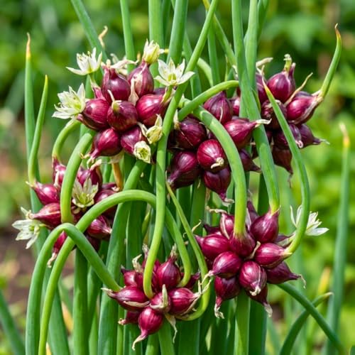 200 Walking Onion Seeds for Planting Hardy Perennial Vegetable Egyptian Walking Onion Seeds for Indoor Outdoor Garden and Patio Growing