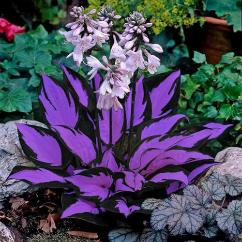 Funkienzwiebeln Winterhart,Winterhart & Pflegeleicht-8 funkien-j