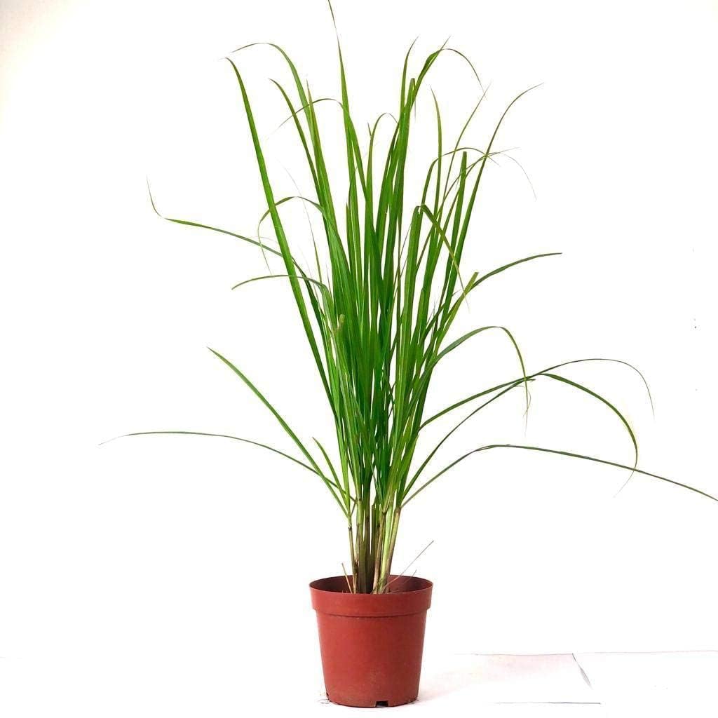 Live Lemongrass Plant with Pot | Fresh Herbal Grass for Home Garden & Kitchen Use | Medicinal Plant for Natural Remedies, Tea & Cooking | Indoor Outdoor Gardening | Pack of 1-picture-48