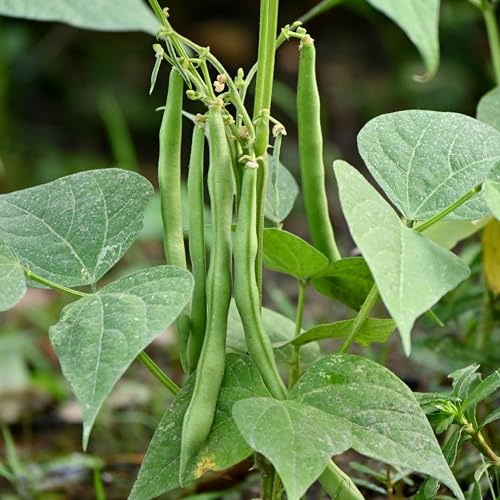 PREMIER SEEDS DIRECT - Dwarf Kenyan/French Bean - Safari - 1