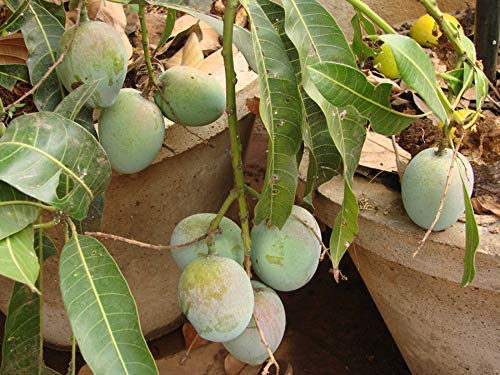 See full amazon price history chart for Creative Farmer Live Plant Mango Pri-y-ur Premium Pri-yo-or Dwarf Var Terrace Garden Plant(1 Healthy Live Plant) Creative Farmer Live Plant Mango Pri-y-ur Premium Pri-yo-or Dwarf Var Terrace Garden Plant(1 Healthy Live Plant) (B07SVL5M4G) Amazon Price History, Amazon Price Tracker