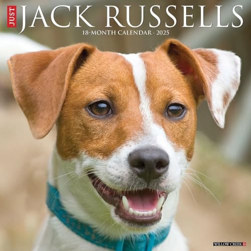 Just Jack Russells 2025 12' x 12' Wall Calendar