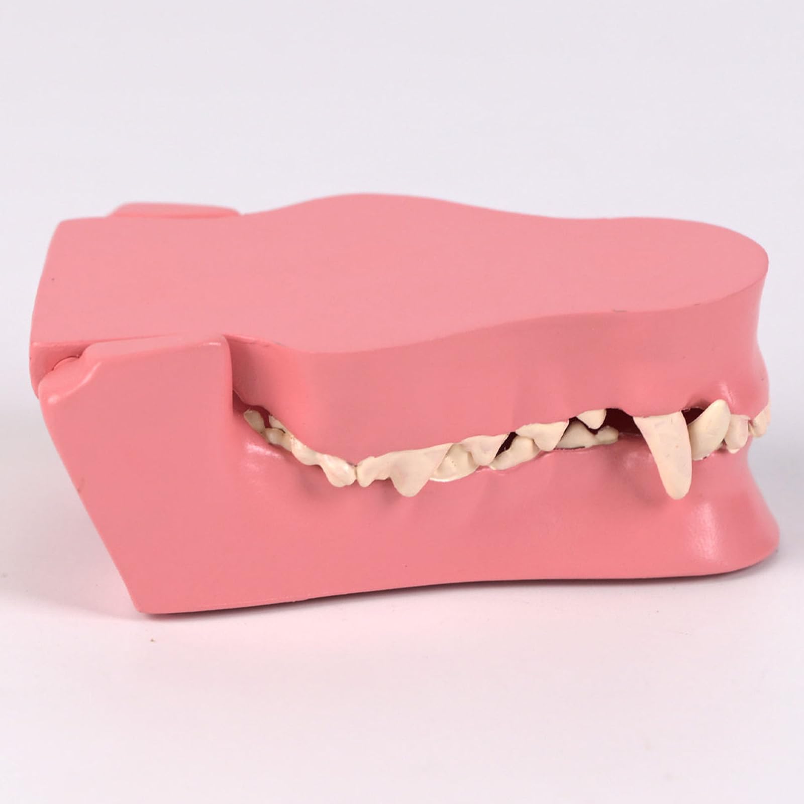 Modèle De Dents De Chien À Application Multiple Pour L'éducation Vétérinaire Formation Soins Des Animaux De Compagnie Et Apprentissage À Domicile En Matériaux PVC Modèle D'incisives Pour Chien
