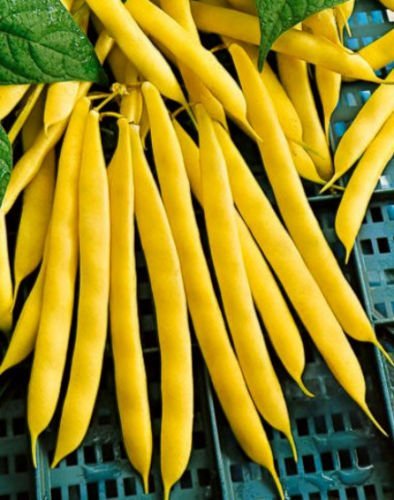 Las semillas amarillas de soja, cultivos de Oro, frijoles de la herencia, las judías enanas amarillas, no GMO, 75ct