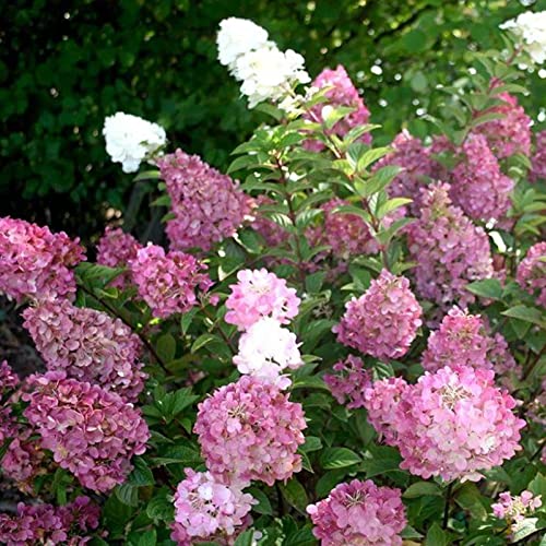 Haloppe 50 stks Aardbei Hortensia Bloemen Planten Zaden voor Thuis Tuin Planten, Hortensia Zaad Bloem Zaad Hortensia Zaden - Afbeelding 7