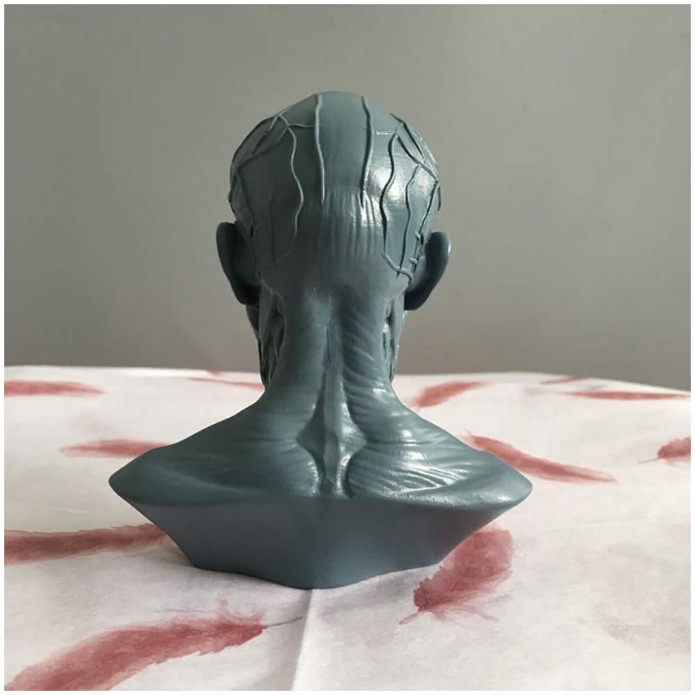 Modelo De Cráneo Médico - Estatua De Hueso Muscular De Cabeza De Cráneo Artesanal De Resina - Estatua Humana Modelo De Cráneo De Tamaño Mini 1: 3 - Para Estatua De Decoración De Enseñanza De Arte Méd