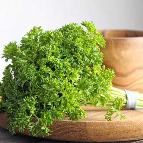semillas de perejil, tradicionales de perejil perenne resistente cocina de jardín 1500pcs