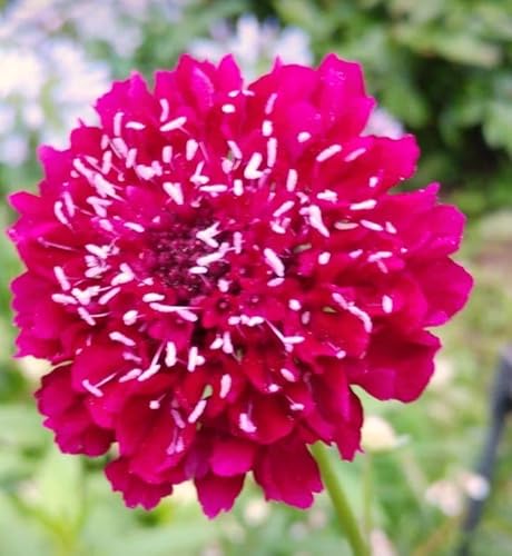 �k�Ԃ̎�l�X�J�r�I�T ���[�W���J�[�}�C�� ���C�����b�h ���ɂ��悮�����Ԃ�����