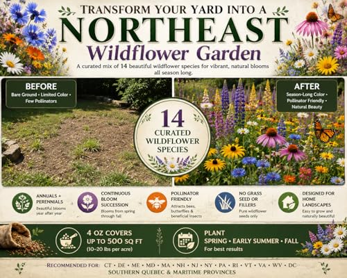 New Jersey Bulk Wildflower Seed Mix 1/4lb Covers 500sq-ft - Attract Pollinators, Multi-Color Perennial and Annual Non-GMO Blooms - Northeast US Species Plant in Spring/Fall (1/4 Pound) by Paper Street Perennials - Image 2