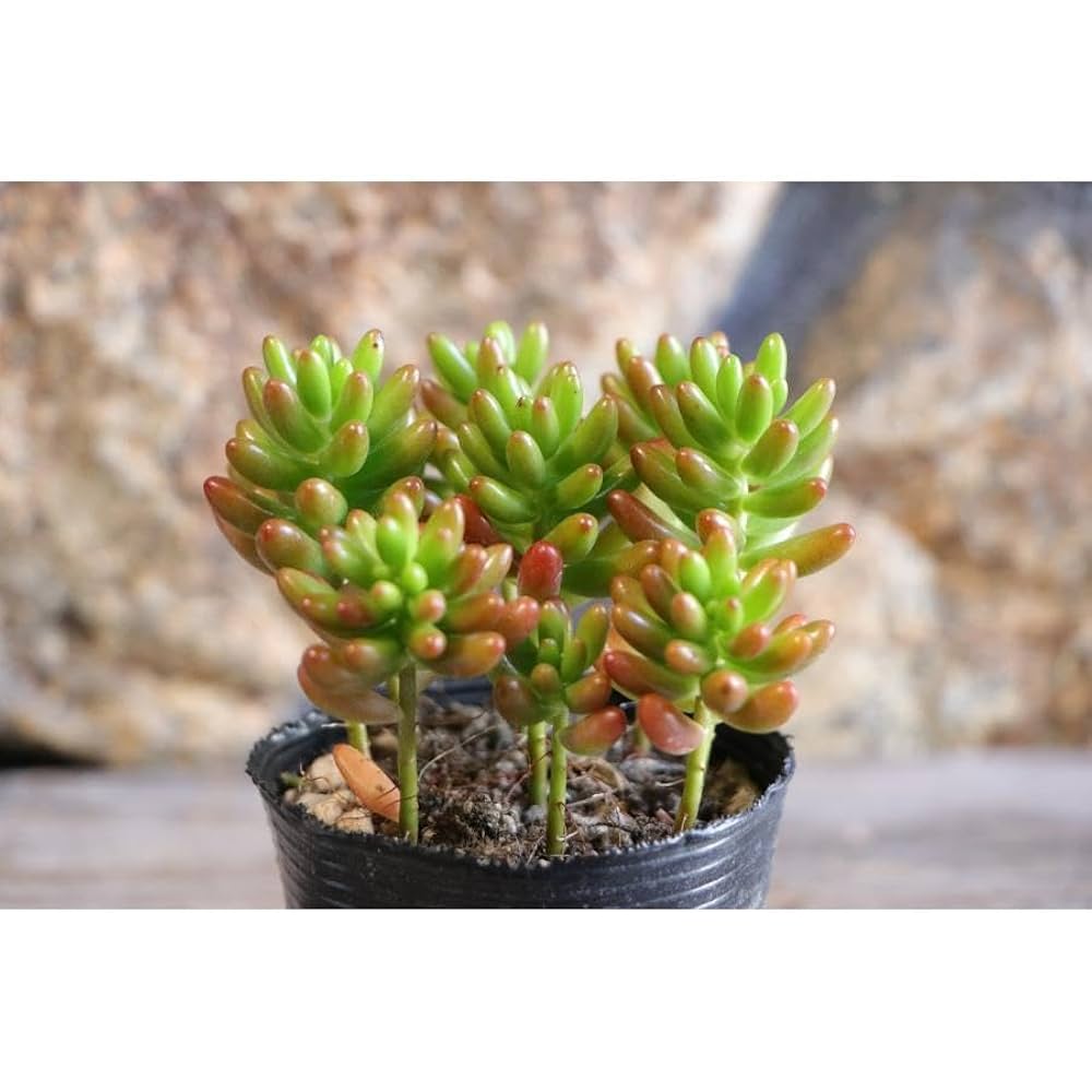 多肉植物 虹の玉♡ボットごと♪A 小さな多肉 虹の玉 苗 7.5cmポット ニジノタマ セダム 寄せ植え