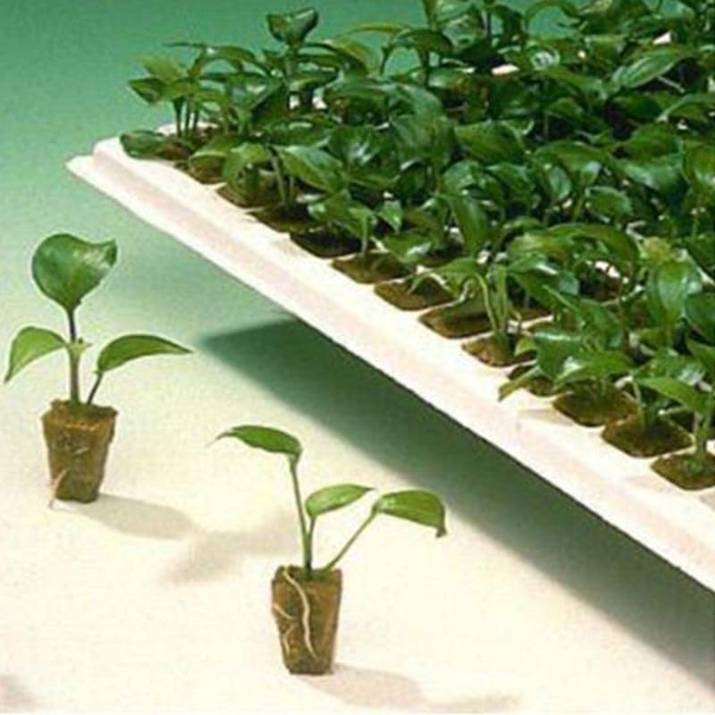 Kostki do uprawy roślin z wełny， Plant Starter Cube Hydroponiczna uprawa bezglebowa podstawa do sadzenia(4)