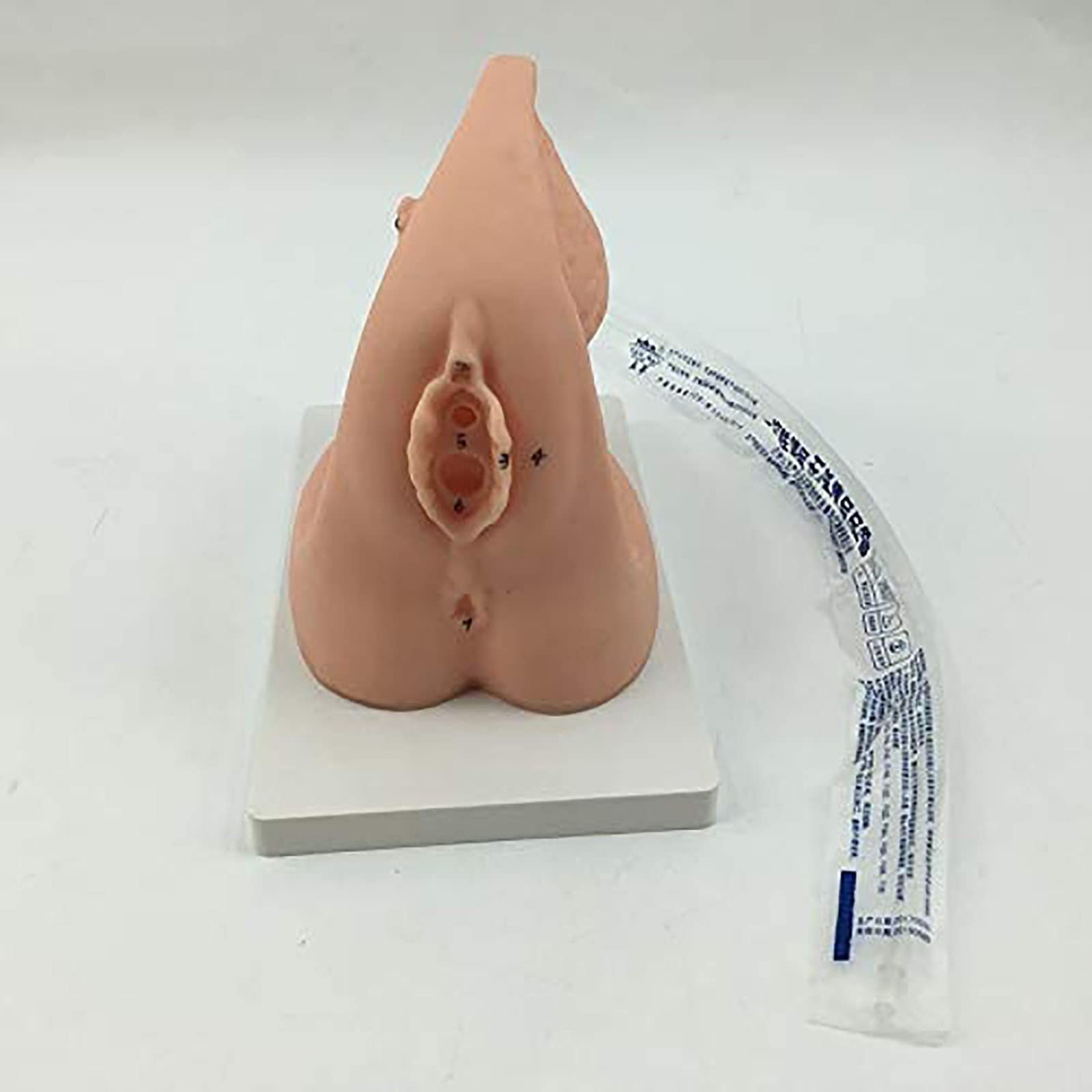 Modèle de cathétérisme, modèle de Formation à la Pratique médicale, modèle de cathétérisme Interne et Externe féminin - Modèle d'enseignement de Mannequin en PVC -