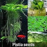 plantas acuaticas para estanque venta ♥♥ Adecuado para estanque, piscina, acuario, jardín, etc.