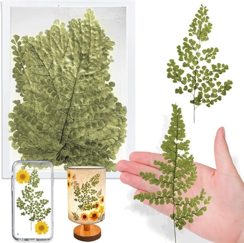 Hojas de helecho hierro natural secas 42 piezas para arte DIY miniatura 1