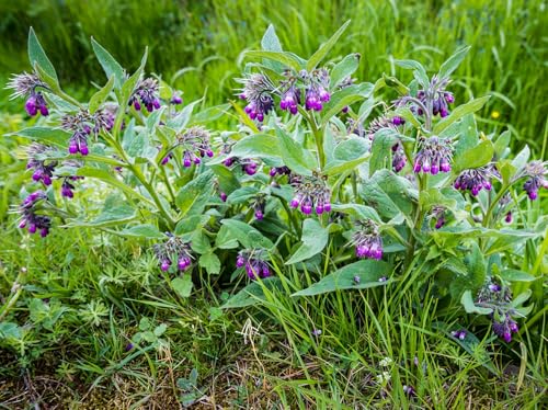 Bocking 14 Comfrey Root Cuttings to Grow - Many Uses Pretty Purple Bell Shaped Flowers (10 Root Cuttings) - Healthy Plants - Fast Growing Perennial - Pollinator Friendly