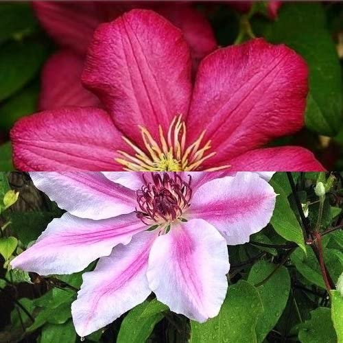 3x Clematis Nelly Moser – Waldrebe, Rosa, Winterhart, Mehrjährig, 16–18 Cm Blüten, Im 1,5-Liter-Topf 3x Clematis Nelly Moser – Waldrebe, Rosa, Winterhart, Mehrjährig, 16–18 Cm Blüten, Im 1,5-Liter-Topf