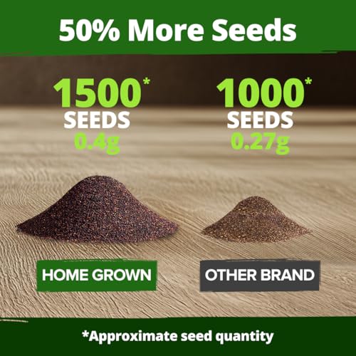 Image of HOME GROWN Coleus Rainbow Seeds for Planting Spring 2026 - 1500 Count (0.04 oz) Plectranthus scutellarioides House Plant Seed, Annual /Perennial Multicolor Foliage Indoor & Shade Garden Flower Seeds