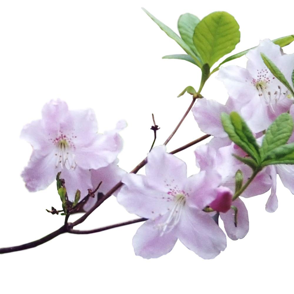 Amazon.co.jp: 黒船ツツジ苗 3寸 : ホーム＆キッチン