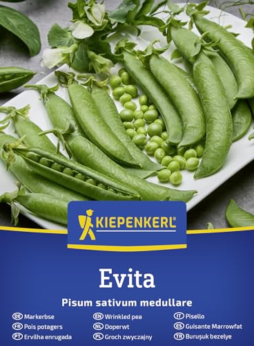 Kiepenkerl Markerbsen Evita 50900 - Schnell Reifend Hoher Ertrag Aromatisch für Garten & Hochbeet mit Rankhilfe Gemüsesamen