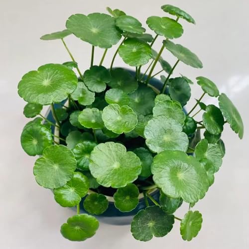 50 pcs wassernabel samen samen zimmerpflanzen, balkon pflanze aquariumpflanzen, aquarium dekoration aquarium deko, pflanze blumen garten, garten-geschenke aquarium, pflanzen pflanzen 50 pcs wassernabel samen samen zimmerpflanzen, balkon pflanze aquariumpflanzen, aquarium dekoration aquarium deko, pflanze blumen garten, garten-geschenke aquarium, pflanzen pflanzen