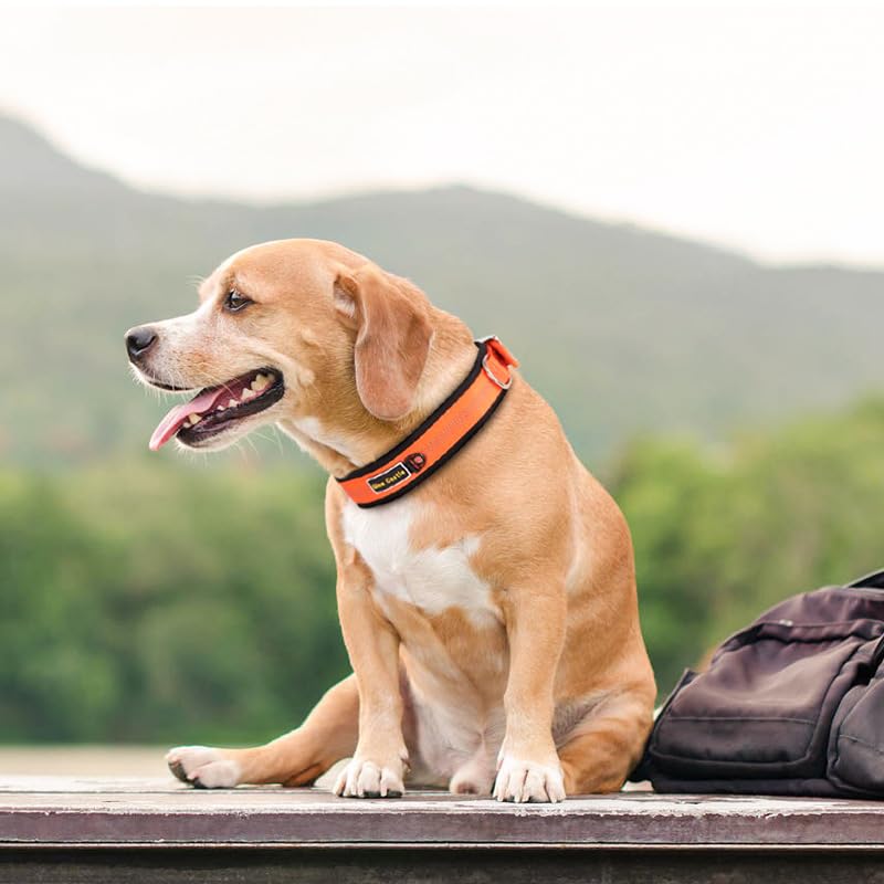Reflective Dog Collar, Comfy Soft Neoprene Padded - Image 4