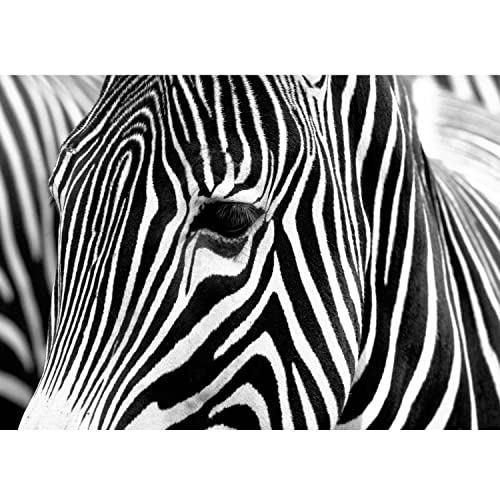 Runa Art Papel tapiz fotográfico África cebra 352 x 250 cm Lana Fondo De Pantalla XXL Moderna Decoración De Pared Sala Cuarto Oficina Salón Negro y blanco 9034011c